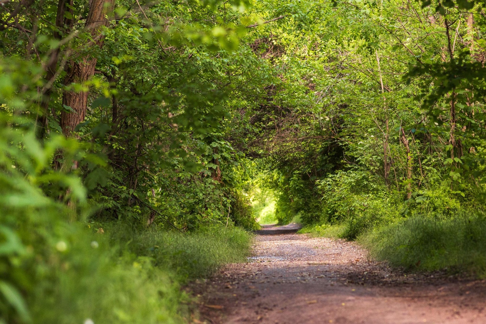 A quiet green path through trees